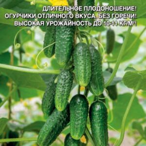 Сем – Огурец – ” Большой – Куш – F1 ” – цп Уральский Дачник